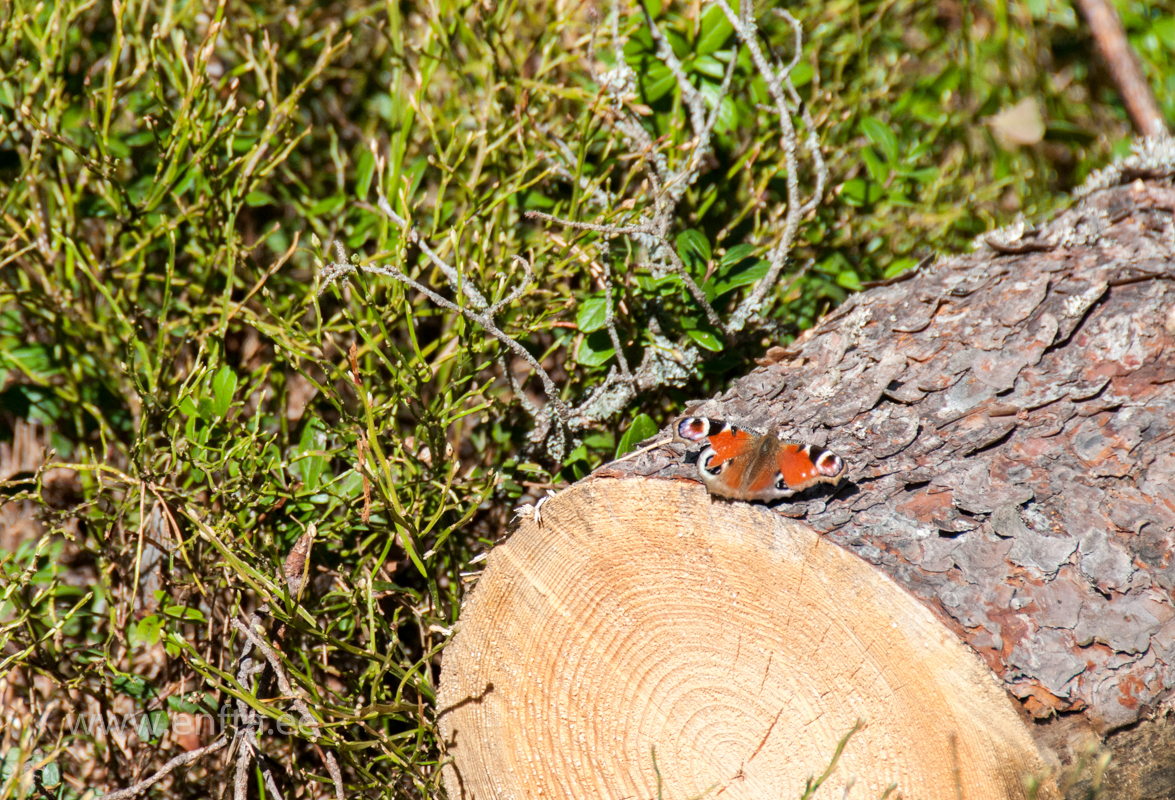 071 Butterfly effect